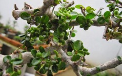 Sam núi bonsai cây cực quý hiếm lại còn là cây thuốc ở miền Trung