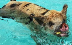 Cuối tuần vui: Ở nơi lợn có thể bơi "nhoay nhoáy" như cá