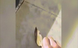 Video: Người đàn ông nhặt lá khô, không ngờ "chiếc lá" tung cánh bay