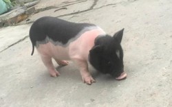 Sự thật về những con lợn mini làm thú cưng có giá bạc triệu
