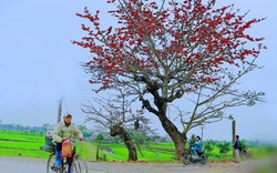 Ngây ngất ngắm hoa gạo nhuộm đỏ làng quê xứ Thanh