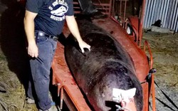 Phát hiện đáng sợ khi mổ bụng cá voi dạt vào bờ biển Philippines