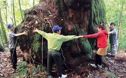 "Vương quốc" của những gốc cây lớn kỳ lạ chưa từng thấy ở Quảng Nam