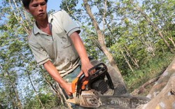 Thanh Hóa: Giá "vàng trắng" rẻ như rau, nông dân chặt bỏ hàng loạt