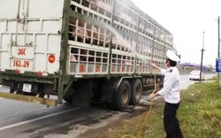 Dịch tả lợn châu Phi lan tới Huế, Quảng Trị lập thêm chốt kiểm dịch