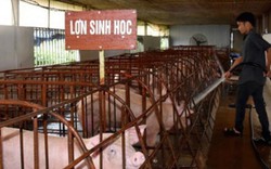 Hà Nội: Hỗ trợ người nuôi lợn mức cao nhất, tránh bán chạy dịch