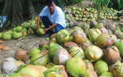 Cà Mau: Mía lỗ dài cổ, bực mình trồng dừa dứa, thu 20 triệu/tháng