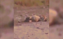 Video: Hãi hùng cảnh thợ săn “máu lạnh” bắn chết sư tử đang ngủ say