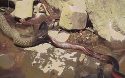Video: Hãi hùng cảnh rắn kịch độc khổng lồ tử chiến, ăn thịt đối thủ