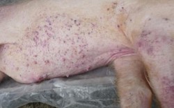 TT-Huế: Đàn lợn rừng tại khu nghỉ dưỡng nhiễm dịch tả lợn châu Phi