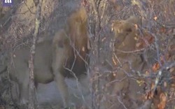 Video: Đàn sư tử kịch chiến sư tử đực to lớn nhăm nhe chiếm trọn cả bầy
