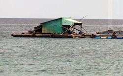 Kiên Giang: Cảnh giác với sinh vật lạ nổi lên từ đáy biển hại cá nuôi