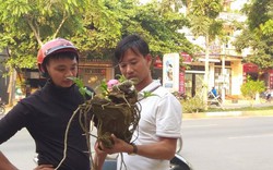 Sơn La: Lan rừng bung hoa xuống phố, khách mua ào ào