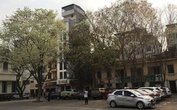 Kho báu lộ thiên trên phố Hà Nội: Những cây sưa ngàn tỷ