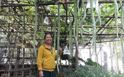Hàng trăm quả mướp rắn trong khu vườn Quảng Trị, mỗi quả dài gần 2m