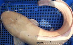Đồng Tháp: Xôn xao bắt được cá trê gần 10 kg toàn thân màu trắng