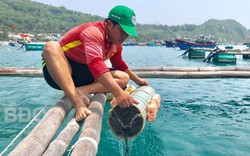 Lạ mà hay: Nuôi mực trong ống nhựa, cho câu chơi, bán 350 ngàn/ký