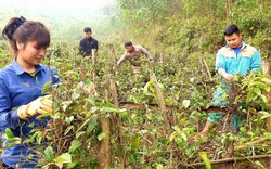 Trồng cây thuốc quý dưới chân núi, thu cả trăm triệu mỗi sào