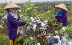 Xây dựng nông thôn mới ở Quảng Nam: Đại Minh dốc sức làm xã kiểu mẫu