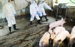Thịt lợn an toàn: Nếu quay lưng với thịt lợn thị trường sẽ rối loạn