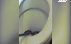 Video: Đi toilet xong, không ngờ phát hiện “tử thần” nấp bên dưới