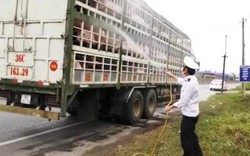 Tin mới nhận: Quảng Trị xuất hiện dịch tả lợn Châu Phi