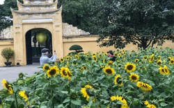 Vườn hoa hướng dương ở Hoàng Thành Thăng Long:  Món quà rực rỡ từ TH true MILK