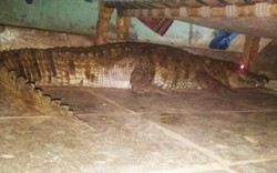 Ấn Độ: Nghe tiếng động lạ, hoảng hồn thấy cá sấu mang thai dưới gầm giường