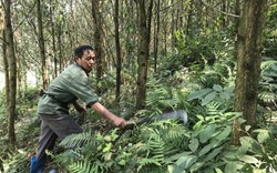 Ngắm rừng keo xanh mướt, đàn dê béo khoẻ "đẻ" ra tiền ở Na Sàng