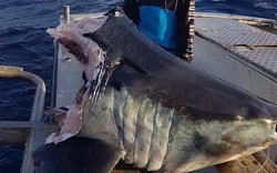 Cá mập khổng lồ bị “quái vật” bí ẩn cắn đứt đầu ở Úc