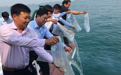 Phó Chủ tịch UBND tỉnh ra quân thả cá, tôm về biển