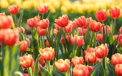 Mê mải giữa “đồi” tulip ngạt ngào hương sắc tại Bà Nà