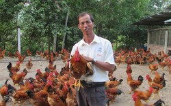 Bỏ lái xe về nuôi gà thả vườn, “đút túi” gần 150 triệu đồng/năm