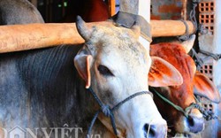 Bình Định: Định lấy 5.080ha để Cty Bình Hà làm ‘siêu dự án’ nuôi bò