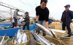 Sản lượng niên vụ cá Bắc 2018-2019 cao kỷ lục đạt gần 1,6 triệu tấn