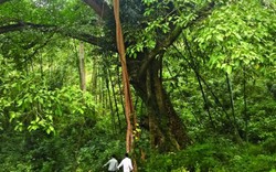 Kỳ lạ, rừng gỗ nghiến 13ha toàn cây to, hàng trăm năm dân bảo vệ