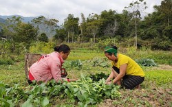 Đem rau "hiện đại" lên trồng đất núi, rau đã ngon bán lại đắt hàng