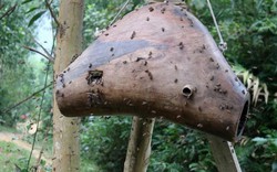 Nghệ An: Đổ xô vào rừng săn ong giống, vui hơn hội lại thu bộn tiền