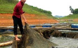 Bỏ phố về hồ Thác Bà nuôi cá ngạnh, kéo lưới lên cá quẫy ầm ầm