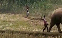 Video: Chọc giận voi rừng, người đàn ông Ấn Độ bị đuổi chạy trối chết