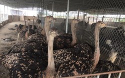 "Đột nhập" trang trại nuôi 100 con chim "khổng lồ" trị giá tiền tỷ