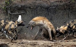 Đơn độc xâm phạm lãnh thổ, linh cẩu bị đàn chó hoang "hành hạ" và cái kết bất ngờ