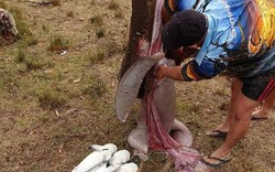 Mổ bụng cá mập bò khổng lồ, phát hiện điều gây sốc bất ngờ