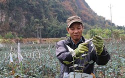 Sơn La: Trồng hoa hồng bán tết, nông dân rủng rỉnh tiền tiêu