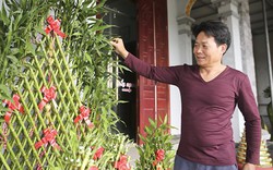 Nông dân Thái Bình thu hàng tỷ đồng nhờ cây phát lộc dịp Tết Nguyên đán