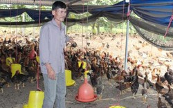 Giá gà lên đỉnh, làng nuôi gà ta Đồng Nai phơi phới “Tết đẹp”