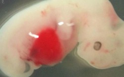 NÓNG nhất tuần: Cái kết của người tạo ra em bé chỉnh sửa gen đầu tiên thế giới