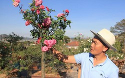 Đột nhập vườn bonsai hoa hồng bạc tỷ của “ông chú” điển trai
