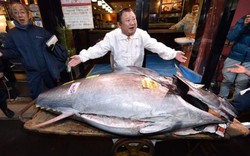Nhật Bản: Một con cá đem bán được hơn 41 tỷ đồng