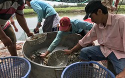 Nuôi cá trê vàng ở ruộng nước, kéo bắt được 4 tấn, bán 52 ngàn/ký